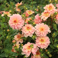 Ankara (cutting) Dahlia Cutting