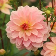 Ankara (cutting) Dahlia Cutting
