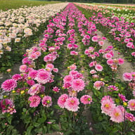 Anna Marie Dahlia Tuber