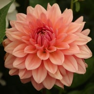 Anne Claire Dahlia Knöl