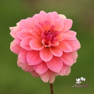 Anne Claire Dahlia Knöl