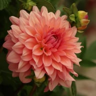 Anne Claire Dahlia Knöl
