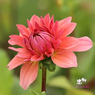 Anne Claire Dahlia Knöl