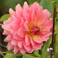 Anne Claire Dahlia Knöl