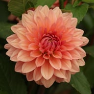 Anne Claire Dahlia Knöl