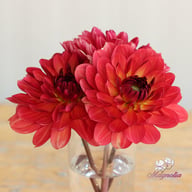 Antibes Dahlia Tuber