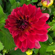 Antibes Dahlia Tuber