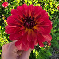 Antibes Dahlia Tuber