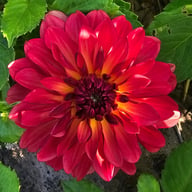 Antibes Dahlia Tuber