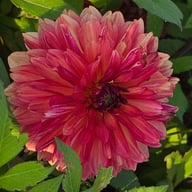 Antibes Dahlia Tuber