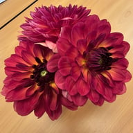 Antibes Dahlia Tuber