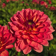 Antibes Dahlia Tuber