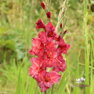 Antica Gladiolus Corms