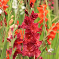 Antica Gladiolus Corms