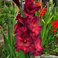 Antica Gladiolus Corms