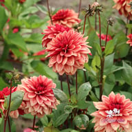 Antique Idylle Dahlia Tuber