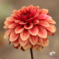 Antique Idylle Dahlia Tuber