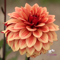 Antique Idylle Dahlia Tuber