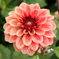 Antique Idylle Dahlia Tuber