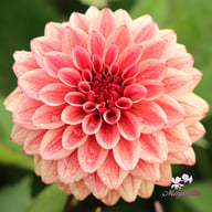 Antique Idylle Dahlia Tuber