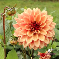 Antique Idylle Dahlia Tuber
