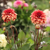 Antique Idylle Dahlia Tuber