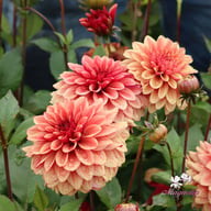 Antique Idylle Dahlia Tuber