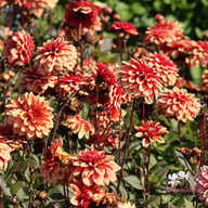 Antique Idylle Dahlia Tuber