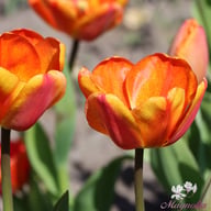 Apeldoorn's Elite Tulpan Lökar