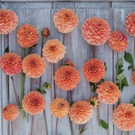 Apricona Dahlia Knöl