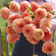 Apricona Dahlia Knöl