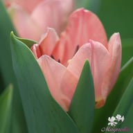 Apricona Tulip Bulbs