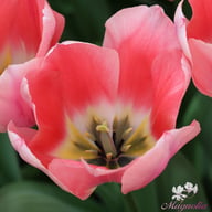 Apricona Tulip Bulbs