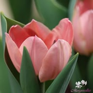 Apricona Tulip Bulbs
