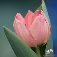 Apricona Tulip Bulbs