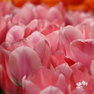 Apricona Tulip Bulbs