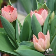 Apricona Tulip Bulbs