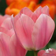 Apricona Tulip Bulbs