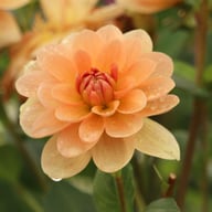 Apricot Desire Dahlia Tuber