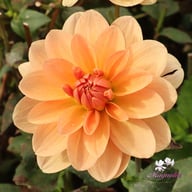 Apricot Desire Dahlia Knöl