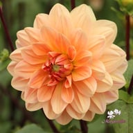 Apricot Desire Dahlia Knöl