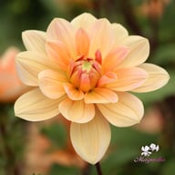 Apricot Desire Dahlia Knöl
