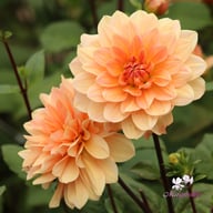 Apricot Desire Dahlia Knöl