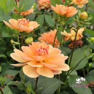 Apricot Desire Dahlia Knöl