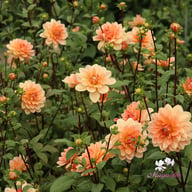 Apricot Desire Dahlia Knöl