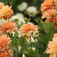 Apricot Desire Dahlia Tuber