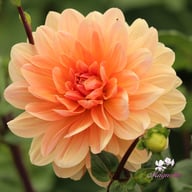 Apricot Desire Dahlia Knöl