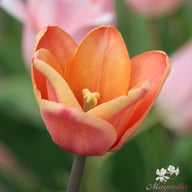 Apricot Foxx Tulip Bulbs