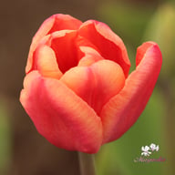 Apricot Foxx Tulip Bulbs
