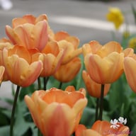 Apricot Foxx Tulip Bulbs
